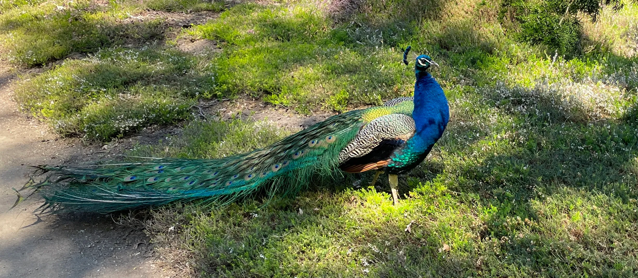 Nahaufnahme eines Pfaus, die in der Nähe des Mammutbaumwaldes frei herumlaufen